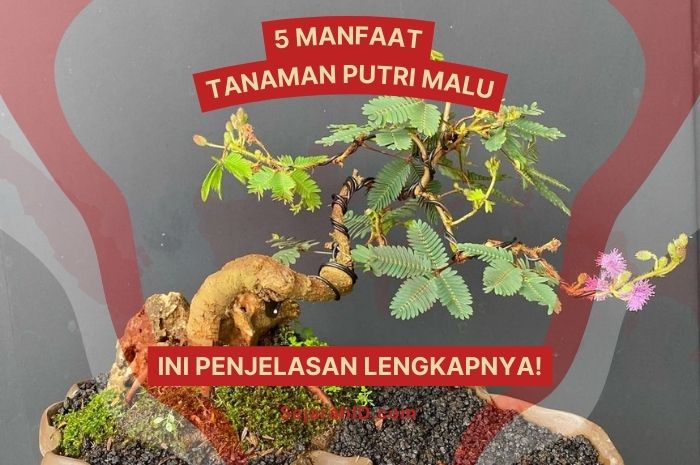 5 Manfaat Tanaman Putri Malu: Ini Penjelasan Lengkapnya!