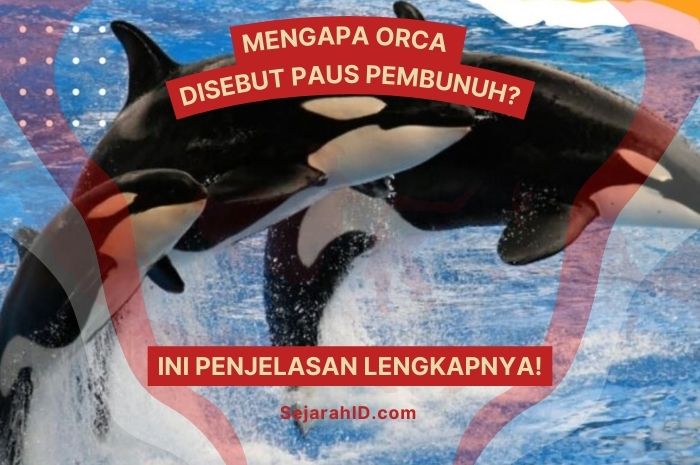 Mengapa Orca Disebut Paus Pembunuh? Ini Penjelasannya!