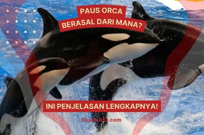 Paus Orca Berasal Dari Mana? Ini Sejarah Lengkapnya!